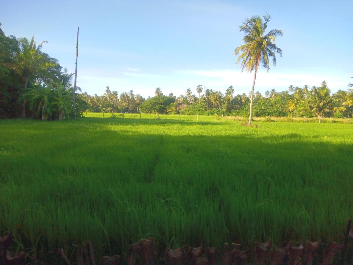Coconut Island Yala Safari Place Tissamaharama Exterior photo